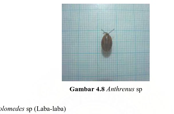 Gambar 4.9 Dolomedes sp 