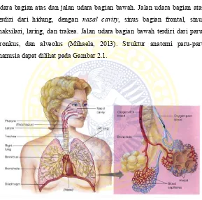 Gambar 2.1 Struktur Anatomi Paru Manusia 