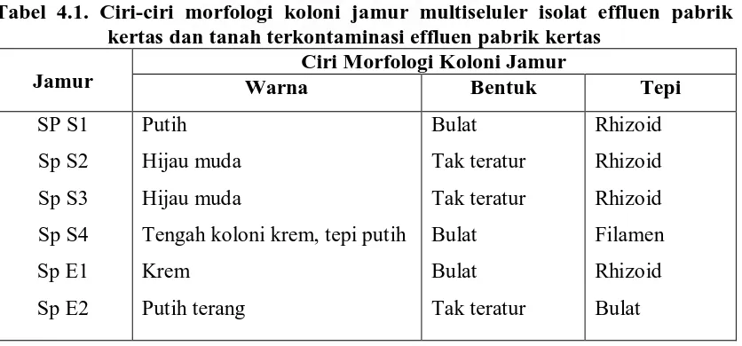 Tabel 4.1. Ciri-ciri morfologi koloni jamur multiseluler isolat effluen pabrik kertas dan tanah terkontaminasi effluen pabrik kertas 