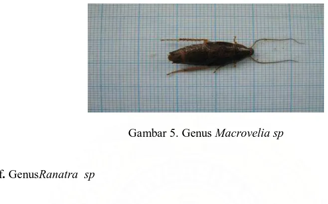 Gambar 6. Genus Ranatra sp 