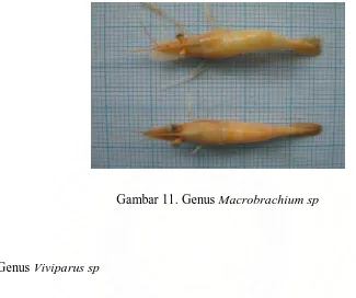 Gambar 12. Genus Viviparus sp 