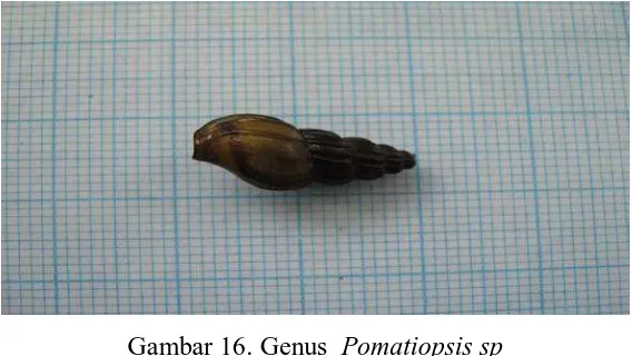Gambar 16. Genus  Pomatiopsis sp 