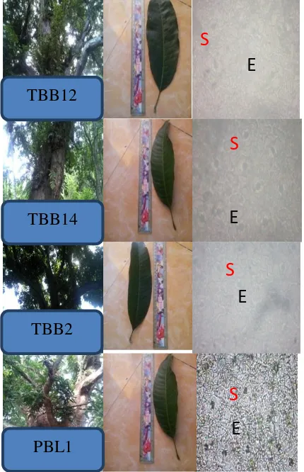 Figure 3. Dendogram analysis of mango clusters in West Toboli Village and Pombalowo Village based on morphological identification and leaf anatomy