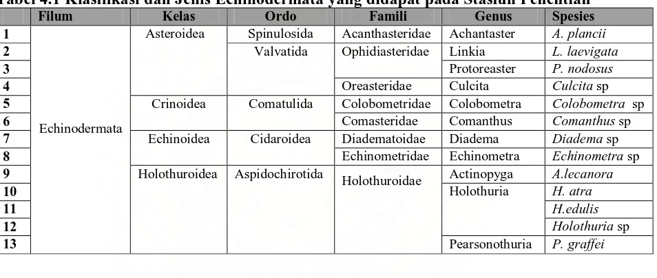 Tabel 4.1 Klasifikasi dan Jenis Echinodermata yang didapat pada Stasiun Penelitian  Filum Kelas Ordo Famili Genus Spesies 