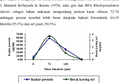 Tabel 4.1  Kadar protein dan berat kering sel bakteri fotosintetik anoksigenik  Rhodopseudomonas palustris pada waktu inkubasi yang berbeda
