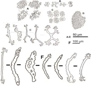 Gambar 6. Spikula Bohadschia argus Jaeger, 1833.  Tipe mawar (A),  batang dan butiran (B) dari dorsal tubuh; mawar dan butiran (C dan E), plate berlubang (D),   dari ventral tubuh; tipe batang (F) dari tentakel