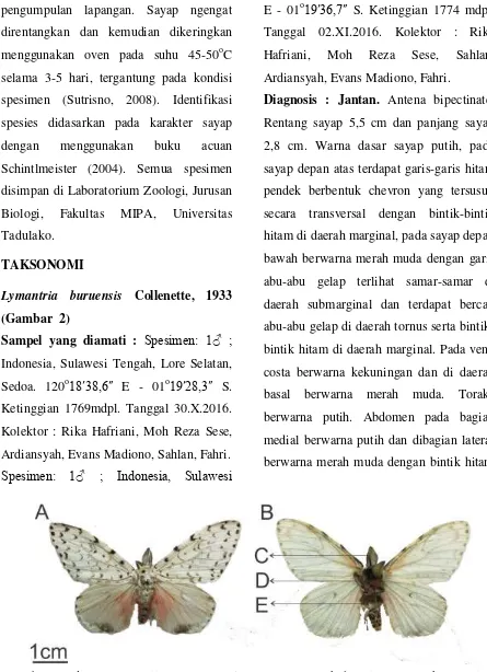 Gambar 2. L.buruensis (Collenette, 1933), jantan, (A. Tampak dorsal; B. Tampak ventral; C