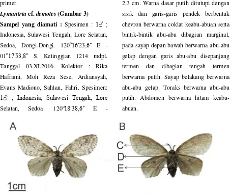 Gambar 3. Lymantria cf. demotes, jantan, (A. Tampak dorsal; B. Tampak ventral; C. antena; D