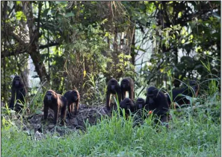 Gambar 4. Kelompok Macaca bercampur di lokasi satu (26 individu: M. hecki 16 individu, M