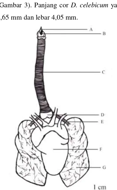 Gambar 3. sistem respirasi D. celebicum: A. glottis, B. laring, C. trachea, D. sirynx, E