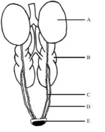 Gambar 4. Sistem digestorium  A. esofagus. B. hepar, C. vesica velea, D. pankreas, E. ventriculus, F