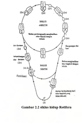 Gambar 2.2 siklus hidup Rotifera 