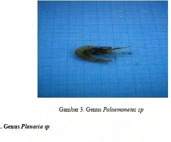 Gambar 4. Genus Planaria sp 