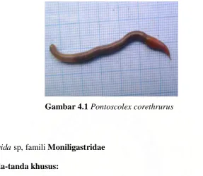 Gambar 4.1 Pontoscolex corethrurus 