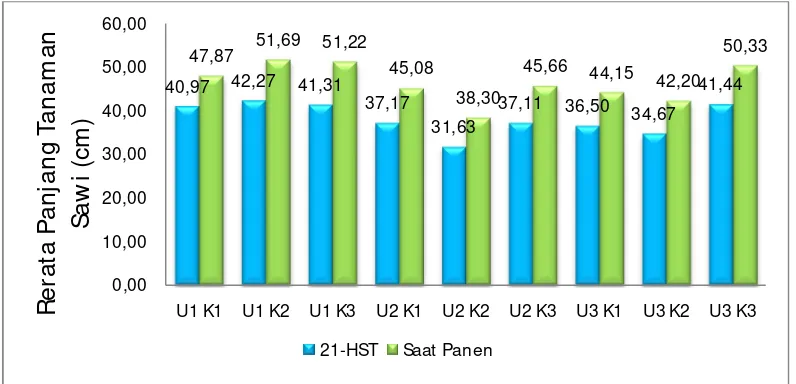 Gambar 2. Grafik Rata-rata Panjang Tanaman Sawi (cm) umur 21-HST dan Saat Panen akibat Pengaruh Penggunaan Dosis Pupuk Urea dan Dosis Pupuk Kompos