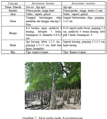 Gambar 2. Akar nafas pada Avicenniaceae