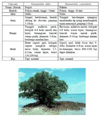 Gambar 3. Akar nafas pada Sonneratiaceae