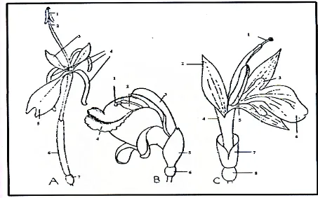 Gambar 2.1 Beberapa bunga Zingiberaceae. A. Hedychium, dengan staminoid yang panjang dan bebas dari lip