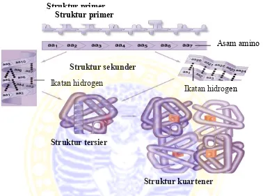 Gambar 2.1 Struktur protein primer, sekunder, tersier dan kuartener 