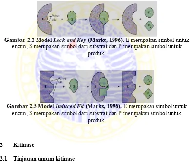 Gambar 2.3 Model  Induced Fit (Marks, 1996). E merupakan simbol untuk 