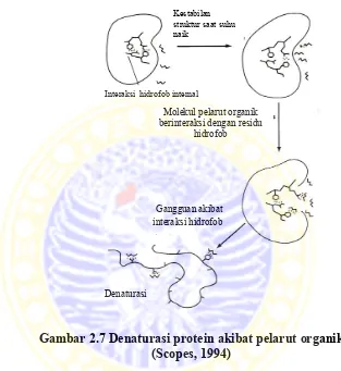 Gambar 2.7 Denaturasi protein akibat pelarut organik 