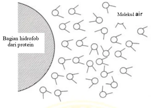 Gambar 2.8 Molekul air di sekitar permukaan hidrofobik protein 