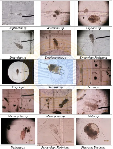 Gambar zooplankton yang teramati selama penelitian. 