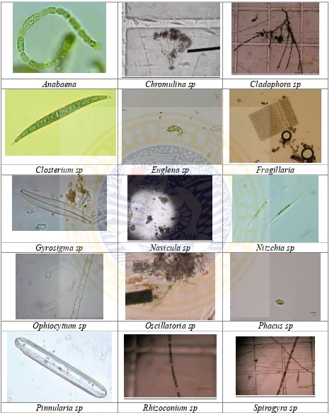 Gambar phytoplankton yang teramati selama penelitian. 