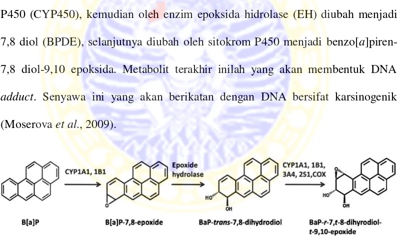 Gambar 2.4 Jalur Metabolisme Benzo[a]piren  (Moserova et al., 2009) 