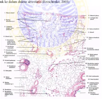 Gambar 2.6   Struktur Histologi Organ Paru Normal (Eroschenko, 2003). 
