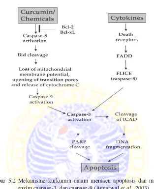 Gambar 5.2 Mekanisme kurkumin dalam memacu apoptosis dan mengaktifkan 