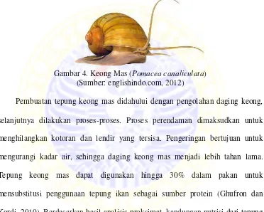 Gambar 4. Keong Mas ( Pomacea canaliculata) 