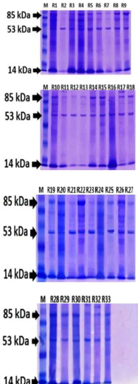Figure 2.  Result of Confirmation of p53 antibody by  Western Blotting 
