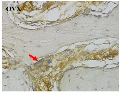 Figure 2. Expressions of ALP on immunereactive osteogenic cells (arrows) among the treatment groups of OVX (IHC staining, magnification 400x; H600L Nikon microscope; Fi2 300 megapixel camera DS).