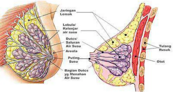 Gambar 2.1. Anatomi Payudara (Farrer, 2001). 