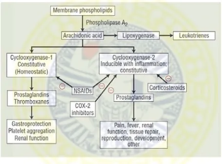 Gambar 2.8 Jalur Sintesis Prostaglandin dan Leukotrein (Buys and 