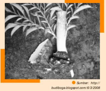 Gambar 1.4 Tanaman umbi suweg.