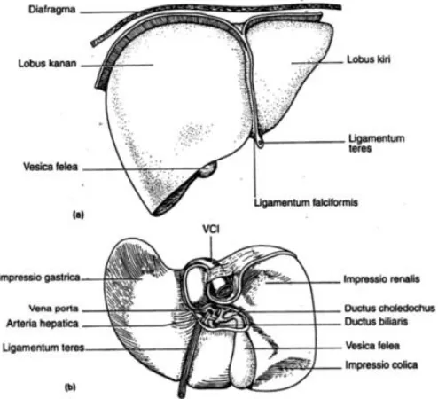 Gambar 2.1 Anatomi hepar dalam posisi anterior dan posterior (Gibson, 2002) 