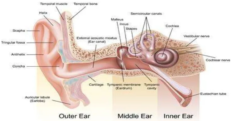 Gambar 2.3 Anatomi Telinga  
