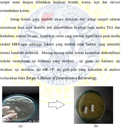 Gambar 4 Isolasi bakteri 