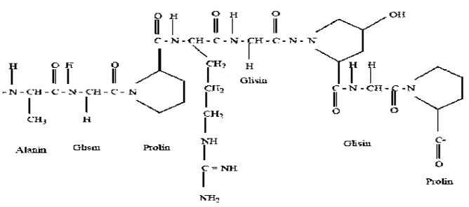 Gambar 2.5 Struktur Kimia Gelatin (Chaplin, 2012)  