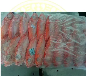 Gambar 5. Proses Sampling pada produk ikan swangi utuh (SW) 