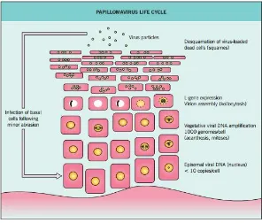 Gambar 2.1 Proses masuknya virus ke sel epidermis 