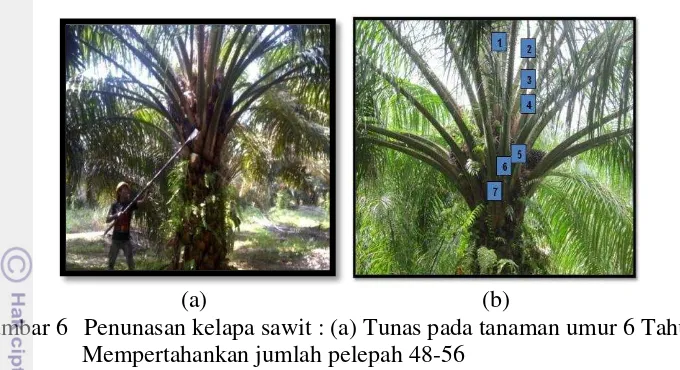 Gambar 6   Penunasan kelapa sawit : (a) Tunas pada tanaman umur 6 Tahun; (b)  