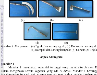 Gambar 8 Alat panen :  (a) Egrek dan sarung egrek; (b) Dodos dan sarung dodos; 