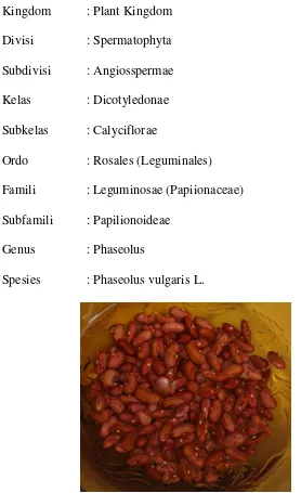 Gambar 2.3  Kidney Bean (Phaseolus vulgaris L.) 