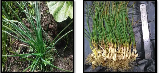 Gambar 1. Tanaman bawang Lokio/ bawang Batak (Allium chinense G. Don) 