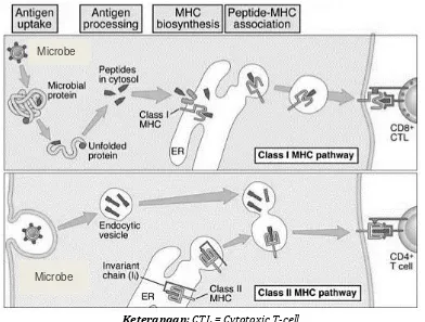 Gambar di bawah ini menunjukkan mekanisme pemrosesan dan presentasi antigen menggunakan MHC (major histocompatibility complex)