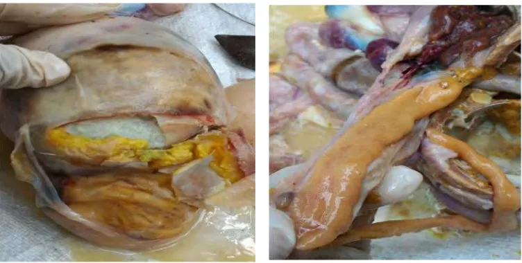 Gambar 4 Ayam Diduga Terinfeksi Kolibasilosis