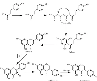 Gambar 2.8 Biosintesis senyawa pterokarpan 